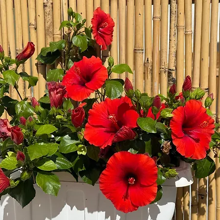 Apartmán Salento Astrea Vista Mare Porto Cesareo